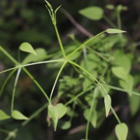 Rubia cordifolia L.